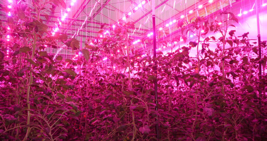 LED lighting in a research greenhouse